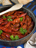 European Freshwater Crayfish in Tomato Sauce (Austropotamobius Pallipes)