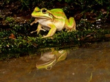 Golden Bell Treefrog  Litoria Aurea  Native to Australia