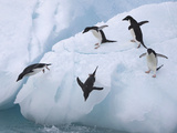 Adelie Penguins  Paulet Island  Antartica  Antarctic