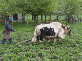 Farmer Plowing  Bumthang  Bhutan
