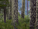 Monkeypuzzle Trees  Huerquehue National Park  Chile