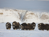 Muskoxen  Arctic National Wildlife Refuge  Alaska  USA
