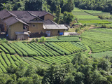 Tea Plantation  Fujian  China