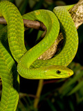 East African Green Mamba  Dendroaspis Angusticeps  Native to Eastern Africa