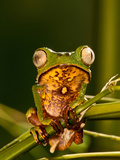 Razor Backed Monkey Frog  Phyllomedusa Hypocondryialis Azurea  Native to Paraguay