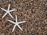 Starfish Skeletons  Kauai  Hawaii  USA