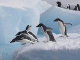 Adelie Penguins  Paulet Island  Antartica  Antarctic