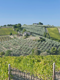 Vineyards and Olive Groves  Montefalco  Italy