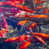 Koi and Carp  Big Spring Park  Huntsville  Alabama  USA