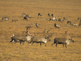 Bull Caribou  Alaska  USA