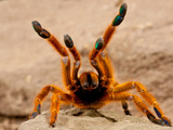 Usacambara Orange Baboon Spider  Pternochilus Murinus  Central Eastern and Southern Africa