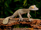 Giant Leaf-Tailed Gecko  Uroplatus Fimbriatus  Native to Madagascar