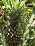 Victoria Pineapple  Reunion Island  French Overseas Territory