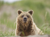 Brown Bear  Togiak National Wildlife Refuge  Alaska  USA