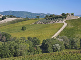 Vineyards and Olive Groves  Montefalco  Italy