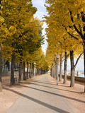 Tree-Lined Pathway Along Elbe River Dresden  Germany