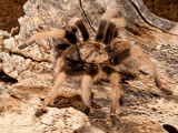 New River Rust Rump Tarantula  Aphonopelma Sp