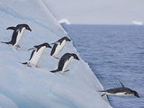 Adelie Penguins  Paulet Island  Antartica  Antarctic