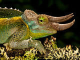 Mount Kenya Jackson's Chameleon  Trioceros Jacksonii Xanthopholophus  Native to Kenya