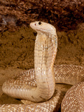 Formosan Cobra  Naja Naja Formosa  Native to Ceylon