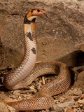 Cape Coral Snake Aspidelaps  Lubricus Cowlesi  Native to Southern Angola