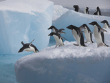 Adelie Penguins  Paulet Island  Antartica  Antarctic