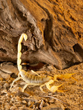 Yellow Sand Scorpion  Smeringenus Mesaensis  Native to Africa