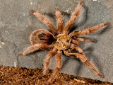 Gold Burst Tarantula  Paraphysa Parvula