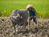 Farmer Plowing with Water Buffalo  Yangshuo  Guangxi  China
