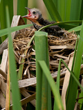 Red Wing Black Bird Feeding Young Agelaius Phoeniceus Central Pennsylvania