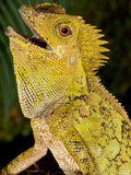 Malaysian Crested Dragon Lizard  Goniocephalus Chameleontinus  Native to Indonesia