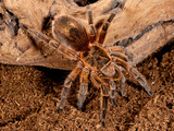 Copper Pink Burst Tarantula  Paraphysa Scrofa