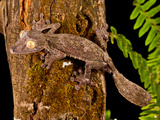 Giant Leaf-Tailed Gecko  Uroplatus Fimbriatus  Native to Madagascar