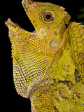 Malaysian Crested Dragon Lizard  Goniocephalus Chameleontinus  Native to Indonesia