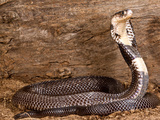 Monacled Cobra  Naja Naja Kaouthia  Native to Asia