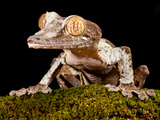 Giant Leaf-Tailed Gecko  Uroplatus Fimbriatus  Native to Madagascar