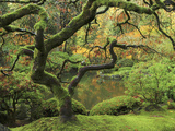 Portland Japanese Garden in Early Autumn: Portland Japanese Garden  Portland  Oregon  USA
