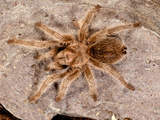 Northern Gold Tarantula  Aphonopelma Sp