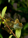 High-Casque Chameleon  Trioceros Hoehneli  Native to Kenya and Uganda