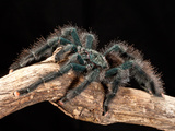 Guyana Pink Toe Tarantula  Avicularia Avicularia