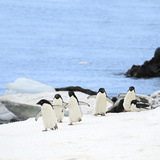 Gentoo Penguins (Pygoscelis Papua) Waddle Away from the Arctic Sea  Paradise Harbor  Antarctica