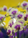 Orchids for Sale at a Market in Taipei  Taiwan