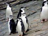 Waddle of Chinstrap Penguins (Pygoscelis Antarctica)  Gibbs Island (South Shetland)  Antarctica