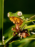 Razor Backed Monkey Frog  Phyllomedusa Hypocondryialis Azurea  Native to Paraguay