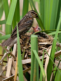 Red Wing Black Bird Feeding Young Agelaius Phoeniceus Central Pennsylvania