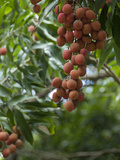 Tropical Litchi Fruit on Tree  Reunion Island  French Overseas Territory