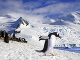 Gentoo Penguin (Pygoscelis Papua) Waddles Toward the Arctic Sea Near Paradise Harbor  Antarctica