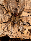 Chilean Beautiful Tarantula  Euathlus Truculentus 