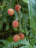 Tropical Litchi Fruit on Tree  Reunion Island  French Overseas Territory