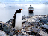 A Gentoo Penguin (Pygoscelis Papua) at Neko Harbor  Antarctica